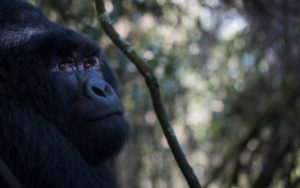 Mgahinga Gorillas Uganda