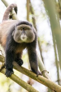 Golden Monkeys tracking Uganda