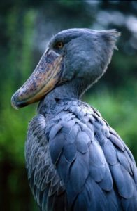 Birding in Queen Elizabeth National Park, Uganda