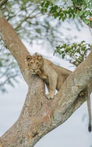 tree climbing lions, Ishasha