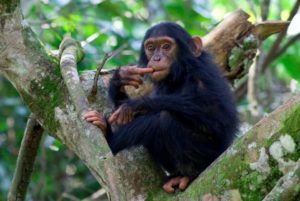 Chimp tracking Kyambura Uganda