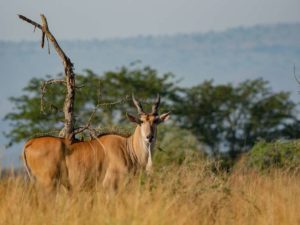 Game drives in Akagera Rwanda