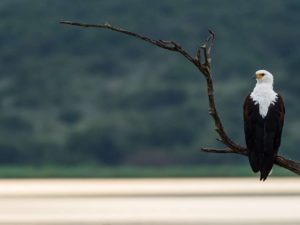 Birding Akagera Rwanda