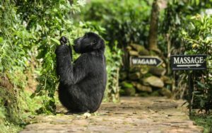 Bwindi gorilla tracking Uganda