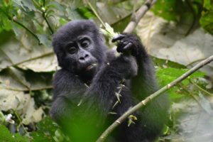 Mountain gorilla trekking