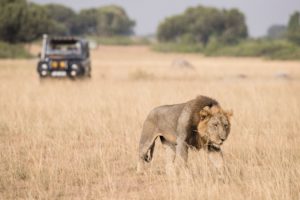 safari game drives, queen elizabeth Uganda