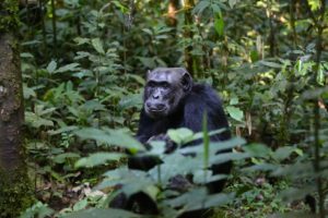 Rwanda gorilla safaris