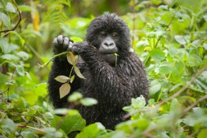 Uganda gorilla tour