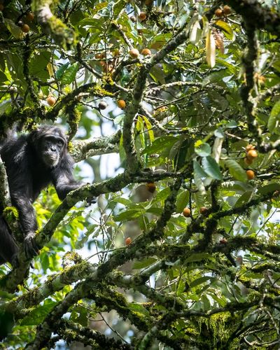 Chimpanzee Tracking Kibale