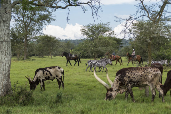 Mihingo Lodge