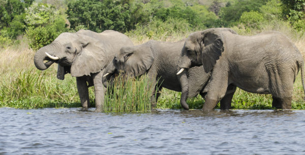 Murchison Falls Park