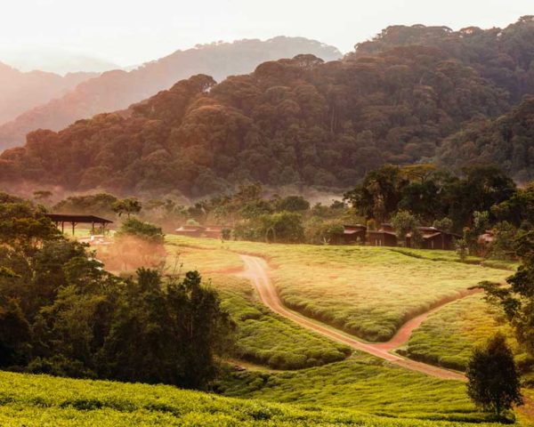 Chimpanzee trekking in Nyungwe