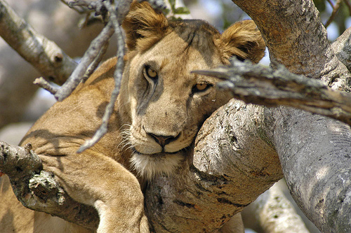 ishasha tree climbing lions