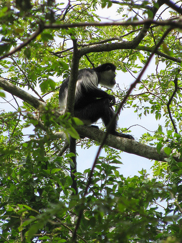 chimp tracking