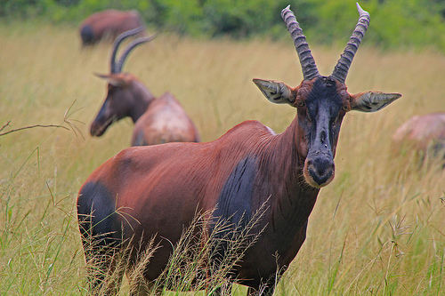 safaris in queen elizabeth park