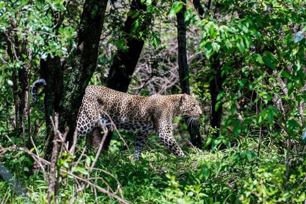 Masai Mara Game Reserve