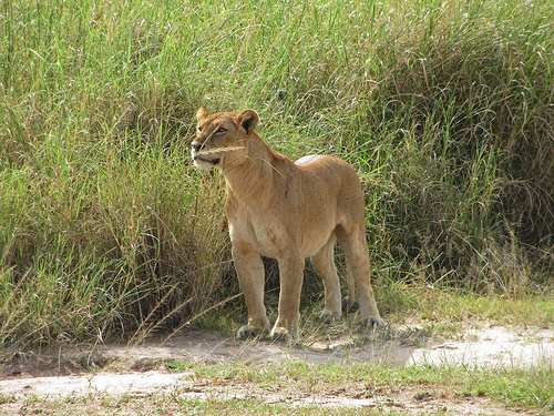 Murchison Falls Park safari