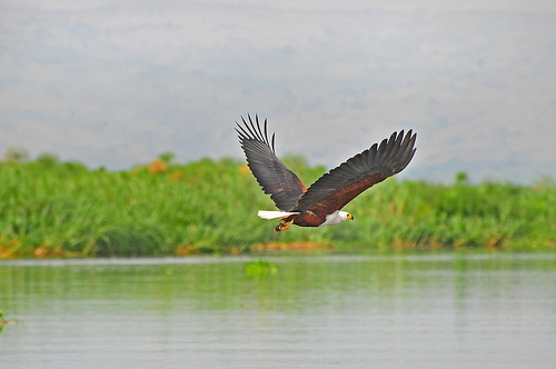 birding safari Murchison Falls