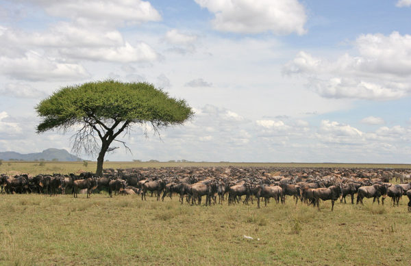 Tanzania safari tours