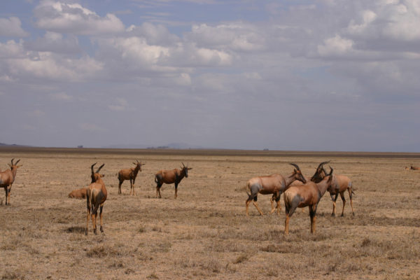 Tanzania Serengeti safari