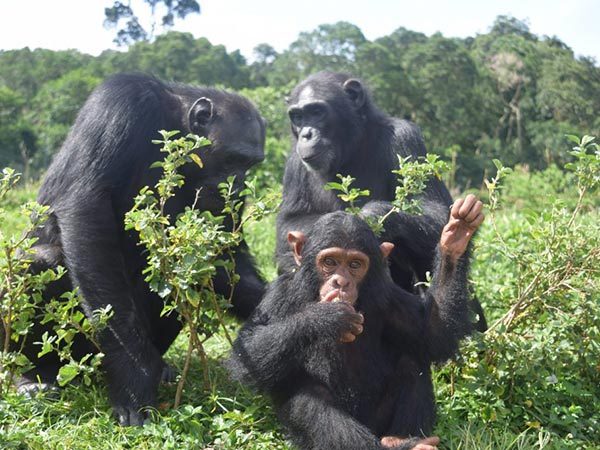 Ngamba Island Chimpanzees