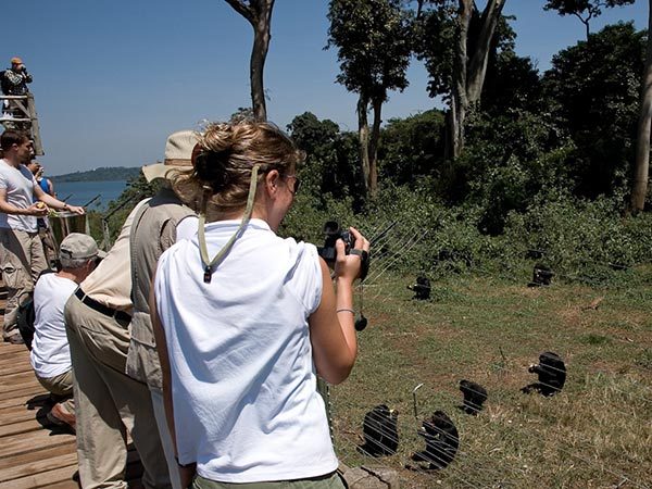 Ngamba island chimpanzees