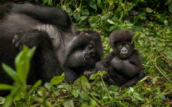 Gorilla's Nest Lodge