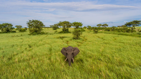 Safari game drives in the park to spot elephants and the BIG FIVE