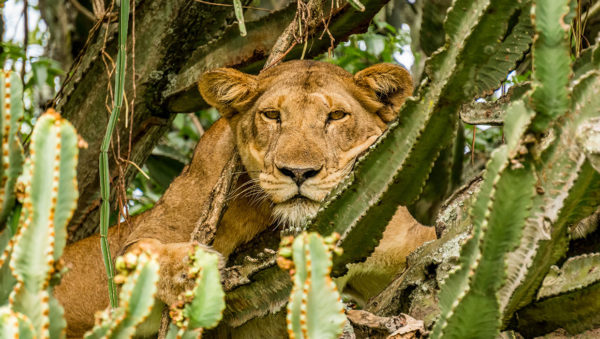 Mweys safari Lodge in Queen Elizabeth Park.. Uganda